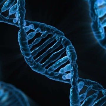 Synthetic materials mimic seashells to enhance energy absorption