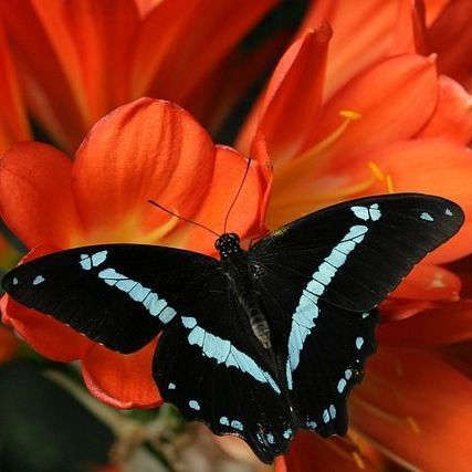 Bronte Country to become country’s newest National Nature Reserve
