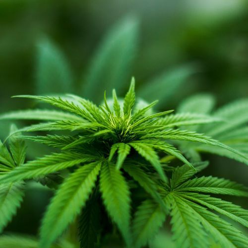 Friday court round-up — Cocaine and cannabis courier