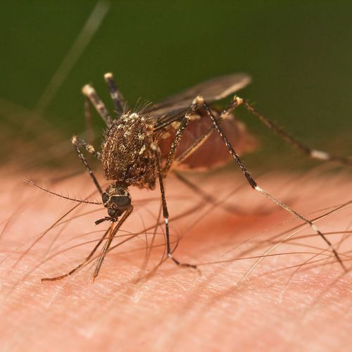 French start-up unveils plan to sterilise mosquitoes