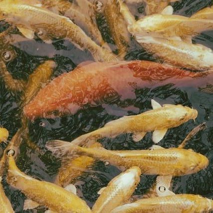 Fish Consumption Leads to Better Disability Progression in Multiple Sclerosis