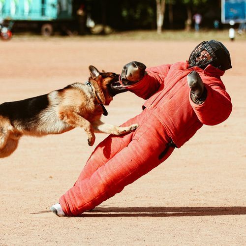 Woman sics pitbull on another woman during violent fight