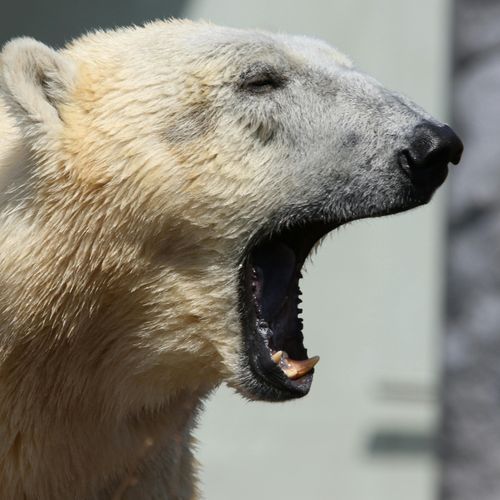 Oh, Henry: Cochrane polar bear gets paws-itively perfect party
