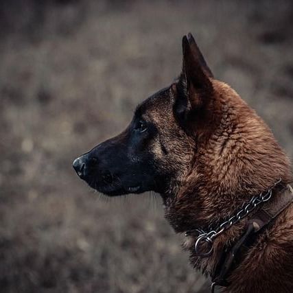 Dog bites a chunk out of grandmother's arm in horrific seafront attack