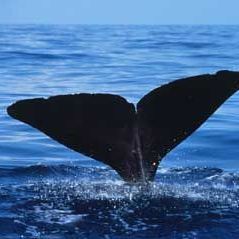 Bryde’s Whale Washes Ashore in only Known Sighting of the Animal in B.C.