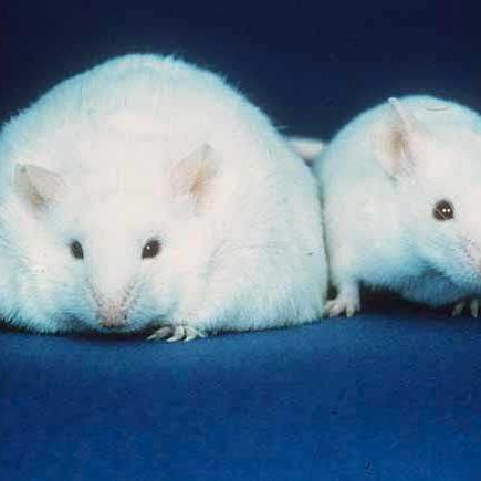 Medi-Cal coverage of weight loss drugs on chopping block under governor's proposal