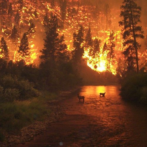 Controlled heather burn in winter 'stopped wildfire getting onto main moor'