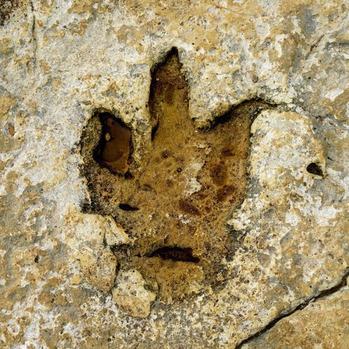 Dinosaur footprints have now been discovered where a British prince disguised himself as a maid