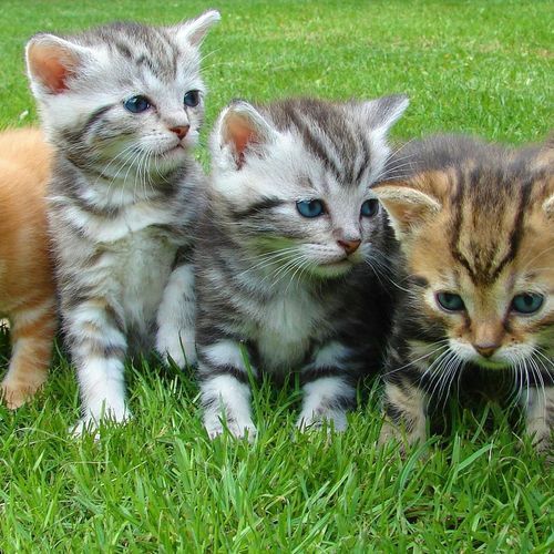 Cat / Kitten Foster Parents