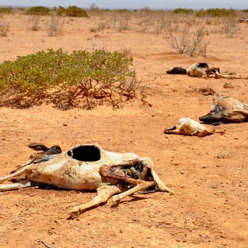 Conflict and Climate Drive Record Global Hunger in 2024, UN Says