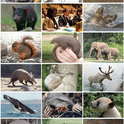 Landscape-level human disturbance results in loss and contraction of mammalian populations in tropical forests